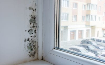 Do’s and Don’ts of Mold Remediation